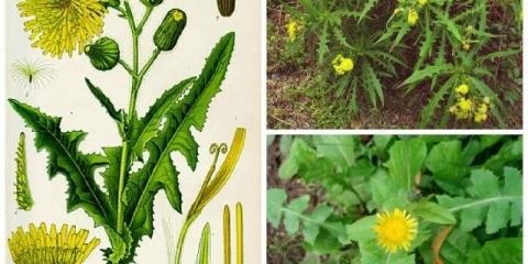 Kako se nositi sa čičkom u bašti